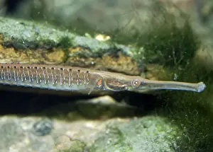 Pipefish Prints: Short-tailed / Freshwater Pipefish - found in estuaries and coastal rivers