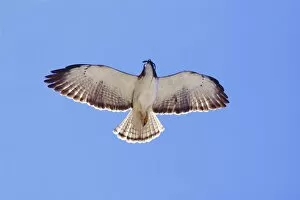 Food In Beak Collection: Short-tailed Hawk in flight with lizard prey. Adult. Nayarit Mexico in March
