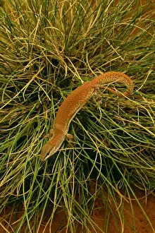 Short-tailed Pygmy Monitor - In grass - Central Australia JPF45682