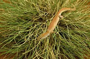 Short-tailed Pygmy Monitor - In grass - Central Australia JPF45684