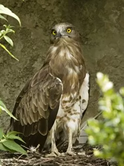 Images Dated 6th August 2007: Short-toed Eagle