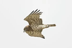 Short-toed Eagle - adult in flight hunting on migration over Tarifa