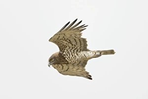 Short-toed Eagle - adult in flight hunting on migration over Tarifa Short-toed Eagle - adult in flight hunting on migration over Tarifa