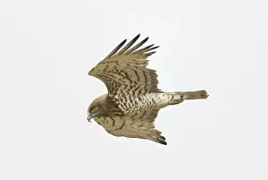 Short Toed Prints: Short-toed Eagle - adult in flight hunting on migration over Tarifa Spain September