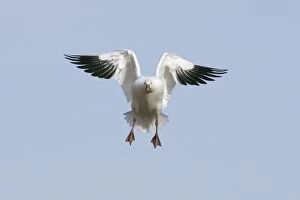Short-toed Eagle - adult in flight on migration over Tarifa