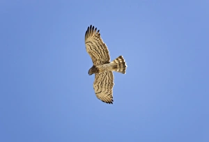 Images Dated 3rd September 2009: Short-toed Eagle - adult in flight on migration over Tarifa Spain September