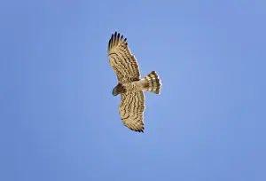 Short Toed Prints: Short-toed Eagle - adult in flight on migration over Tarifa Spain September