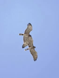 Images Dated 16th September 2008: Short-toed Eagle - adults in flight on migration over Tarifa