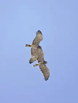 Short Toed Prints: Short-toed Eagle - adults in flight on migration over Tarifa Spain September