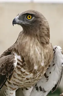 Short Toed Eagle ED 701 France Circaetus gallicus © Eric Dragesco / ARDEA LONDON