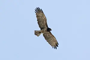Short Toed Prints: Short-toed Eagle - in flight, adult on migration Southern Spain