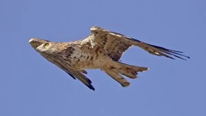 Short-toed Eagle - in flight on migration over the Straits of Gibraltar towards Africa