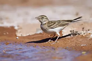 Passerines Prints: Short Toed Lark - drinking at pool - Spain