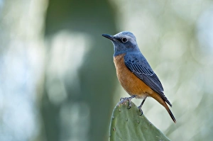 Male Rock Thrush