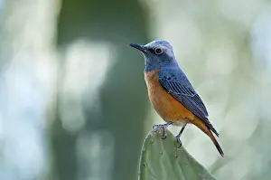 Thrushes Prints: Short-toed rock thrush - male perched on cacti - Mowani Mountain Camp - Namibia