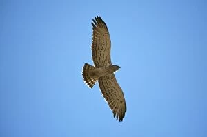 Images Dated 30th June 2011: Short-toed Snake Eagle - in flight Panna National Park - India