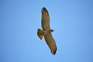 Short Toed Prints: Short-toed Snake Eagle - in flight Panna National Park - India