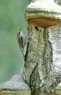 Short-toed treecreeper - On birch tree trunk with fungus