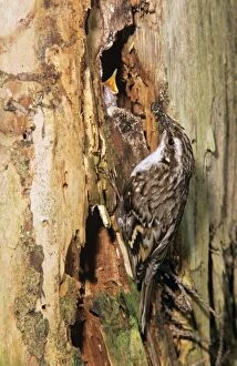 Short-toed TREECREEPER - feeding young at nest entrance