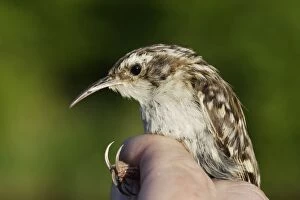 Images Dated 24th May 2005: Short-toed Treecreeper - being held