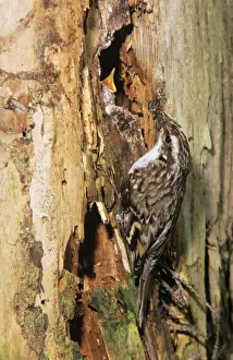 Short Toed Prints: Short-toed Treecreeper - at nest entrance fedding young