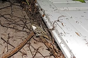 Short-toed Treecreeper - by nest behind a shutter