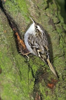 Images Dated 14th June 2005: Short-toed Treecreeper - searching for food on tree stem