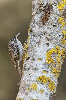 Passerine Bird Gallery: Short-toed Treecreeper - on a tree trunk - Castile