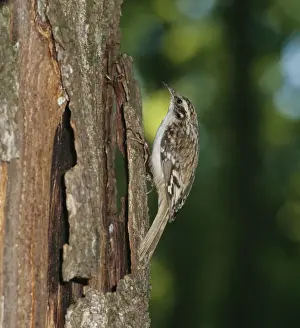 Short Toed Treecreeper ZT 175 Climbing tree trunk Certhia brachydractyla © Zdenek Tunka / ARDEA LONDON