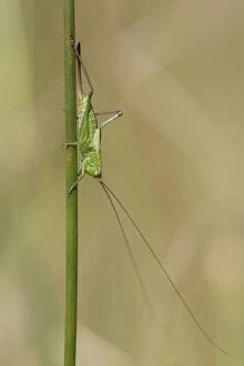 Short Winged Conehead - Female with Ovipositor