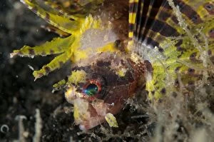 Brachypterus Gallery: Shortfin Lionfish with colorful fins during night dive