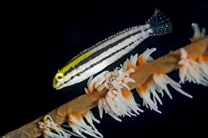 Shorthead Fangblenny on whip coral Kareko Batu dive