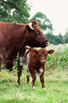 Farm Animals Collection: Shorthorn Cattle - cow & calf