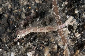 Shortpouch Pygmy Pipehorse during night dive
