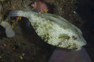 Shortsnout Boxfish - Night dive, TK1 dive site