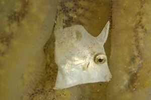 Filefish Gallery: Shortsnout Filefish inside tunicates Aer Bajo dive