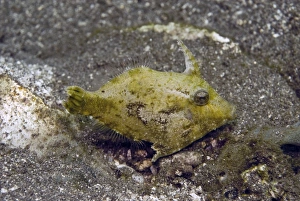 Images Dated 8th July 2007: Shortsnout filefish - Found in protected habitats generally on open silty bottoms