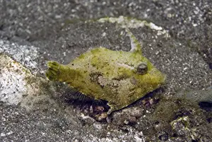 Shortsnout filefish - Found in protected habitats generally on open silty bottoms, this species comes in a varity of colours and patterns. Bali, Indonesia