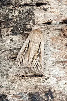 Puzzle Prints: Shoulder-striped Wainscot Moth - On trunk of birch tree - Lincolnshire - England