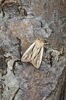 Images Dated 23rd May 2010: Shoulder-striped Wainscot - North Lincolnshire - England
