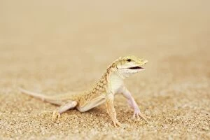Images Dated 27th February 2013: Shovel-snouted Lizard