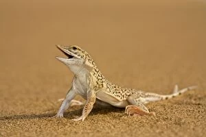 Lizards Collection: Shovel Snouted Lizard - Full body portrait sitting on dune sand - Namib Desert - Namibia - Africa