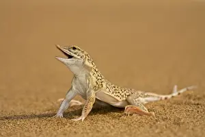 Deserts Prints: Shovel Snouted Lizard - Full body portrait sitting on dune sand - Namib Desert - Namibia - Africa