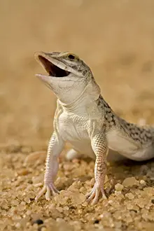 Namib Prints: Shovel Snouted Lizard - Portrait of Head and front limbs - Namib Desert - Namibia - Africa