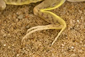 Shovel Snouted Lizard - Showing the rear foot with its long claws - Namib Desert - Namibia - Africa