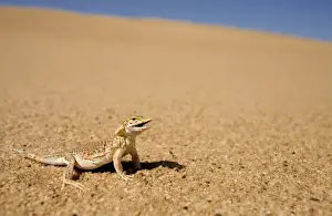 Shovel Snouted Lizard - Shown in its natural habitat of the dunes - Namib Desert - Namibia - Africa