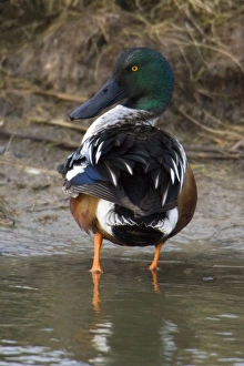 Images Dated 1st January 2007: Shoveler - Drake preening itself Isle of Texel, Holland