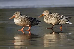 Shoveler Ducks - female