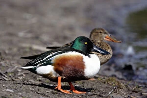 Images Dated 5th May 2005: Shoveler Ducks - Pair standing on waters edge