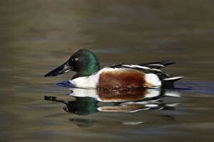 Images Dated 21st March 2005: Shoveler - Male on lake, spring-time. Hessen, Germany